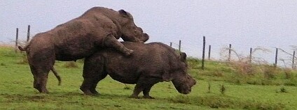 Suni se páří s Nájin. Foto: Ol Pejeta Conservancy