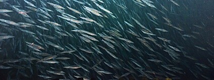 Olihně Foto: NOAA Ocean Exploration &amp; Research Flickr.com