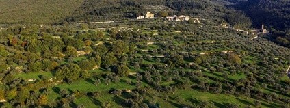 Olivový háj Foto: Jacopo Flickr