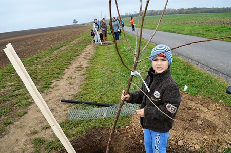 V Pivíně si vysadili celou alej.