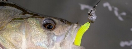 Foto: Jaroslav Dvořák