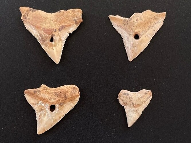 Nálezy žraločích zubů jsou jedním z indikátorů toho, že místní komunita tyto živočichy lovila.