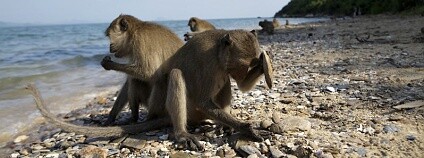 Foto: Mark MacEwen / NaturePL