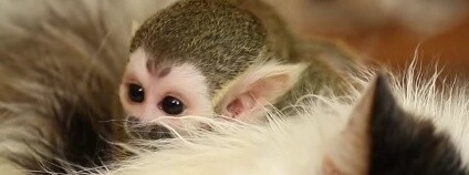 Chlupatá adoptivní matka se pyšní pořádnou výhřevností, důležitou pro přežití mláděte nejen v drsném sibiřském klimatu. Krmení obstarává ředitelka z lahve