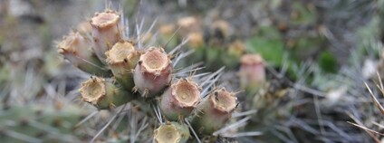 Opuncie hnědoostná Foto: Megan Hansen Flickr