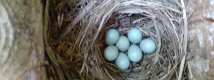 Foto:  Karel Zvářal