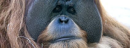 foto: Stefano Panzeri / Shutterstock.com