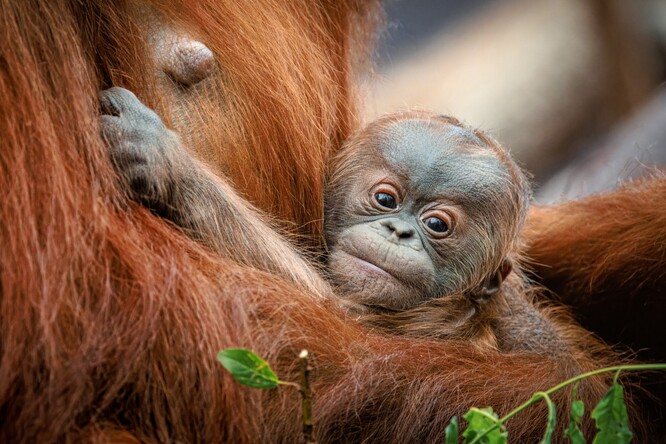 Sameček narozený 2. května v Zoo Praha je vnukem slavného Kamy, který byl prvním orangutanem narozeným nejen v Praze, ale v celé historii českých zoologických zahrad.
