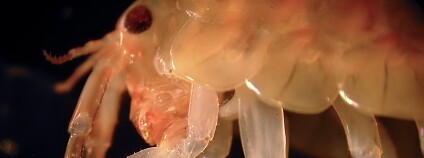 Foto: Auguste Le Roux / Wikimedia Commons