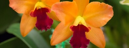 orchidej Foto: Al Flickr