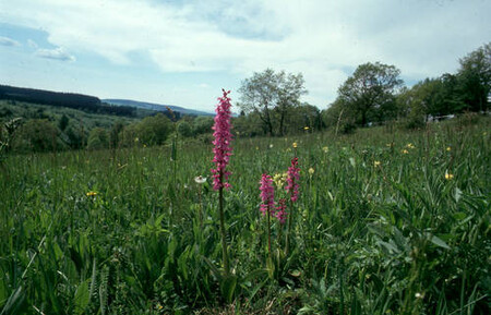 Bělokarpatské louky  patří k nejbohatším společenstvům světa. Na snímku vstavač mužský.