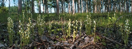 Foto: Attila Molnár V. / Preslia