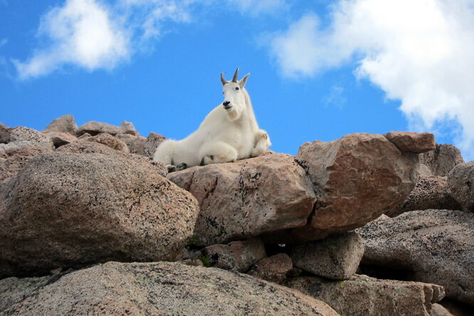 Kamzíci i ovce mají podobnou tonáž, takže opakovaná vítězství kamzíků ze svahů Mt. Evans byly osvěžující biologickou kuriozitou.