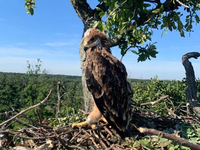 "V České republice hnízdní populace letos poprvé přesáhla deset párů. Celkem jsme jich spočítali 13. Každé vyvedené mládě považujeme za velký úspěch. Orel královský patří mezi naše nejvzácnější hnízdící dravce," uvedl David Horal,