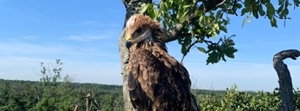 Mládě orla královského na Břeclavsku Foto: Petr Dvořan ČSO