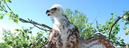 Mládě orla královského narozené letos na Břeclavsku. Foto: Hynek Matušík ČSO