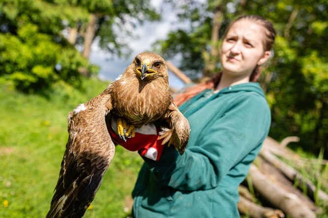 Orel křiklavý v záchranné stanici.