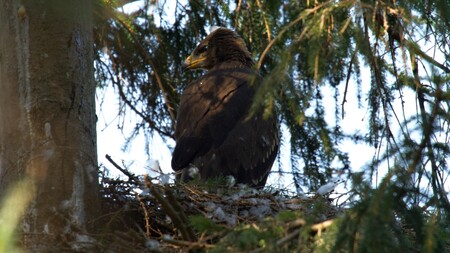 Orel křiklavý, náš nejmenší orel.
