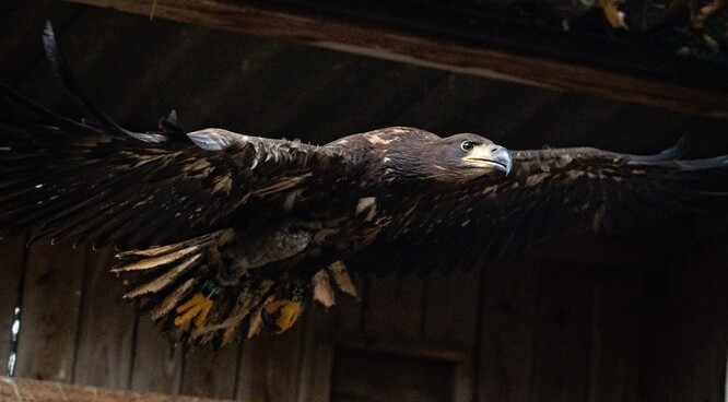 Orel mořský v rozletové voliéře.