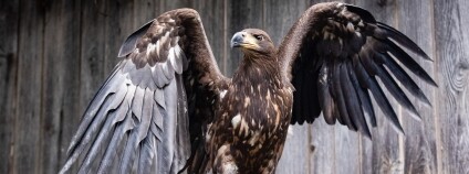 Foto:  Záchranná stanice Pavlov