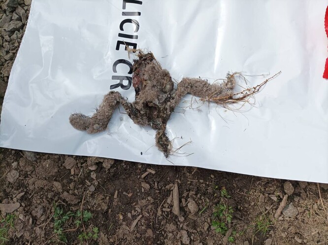 Mrtvé mládě orla mořského nalezené na hnízdě.