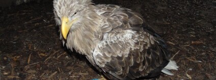 Foto: Záchranná stanice Falco