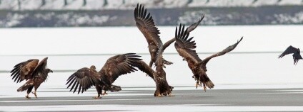 Foto: Jiří Neudert / AOPK