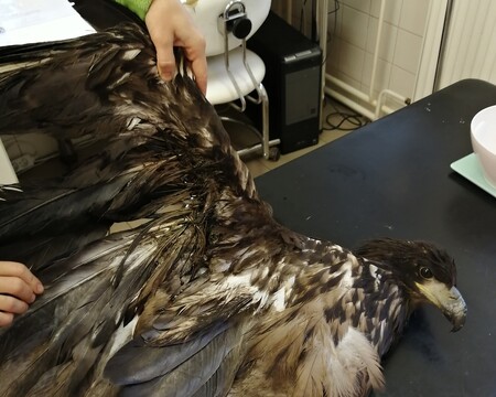 Postřelený orel v liberecké zoo.