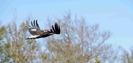 Orlice Dina přispěla k vypuštění orlů do české přírody nemalou mírou. Díky tomu, jak se o mláďata starala, byl kontakt malých orlů s člověkem minimální, což přispělo i k jejich lepší adaptaci ve volné přírodě. / ilustrační foto
