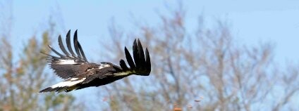 Právě do volné přírody vypuštěný orel skalní Foto: Jano Korňan / Zoo Ostrava