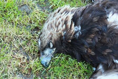 Za otravu karbofuranem hrozí pachateli za trestný čin týrání zvířat až tříleté vězení.