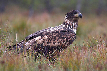 Policie vyšetřuje úhyn tří vzácných orlů mořských nalezených u obce Jamné na Jihlavsku. Odborníci potvrdili, že byli otráveni zakázaným karbofuranem. / Ilustrační foto