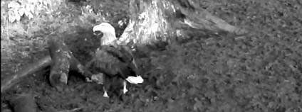 Orel mořský v parku České Švýcarsko. Foto: Tomáš Salov/SPČS