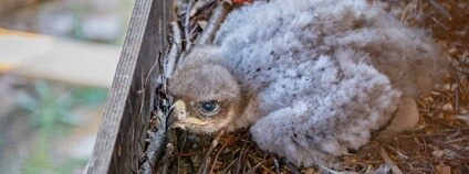 Mládě orla savanového Foto: Zoopark Zájezd