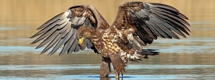 Foto: Jiří Neudert / AOPK ČR