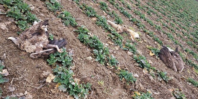 Otrávená liška a dva orli mořští byli nalezeni na poli u Jesenice na Příbramsku.