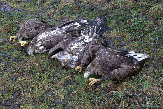 Mrtví ptáci leželi poblíž hnojiště uprostřed ohradníkem obehnané pastviny pro skot. Na odlehlé místo, kam málokdo přijde, někdo na hromadu hnoje vyváží vedlejší živočišné produkty a zbytky z jatek. "Vývrhy, kůže, peří, běháky od drůbeže a jiné organické zbytky však tentokrát někdo polil karbofuranem," uvedl tehdy Makoň ze záchranné stanice.