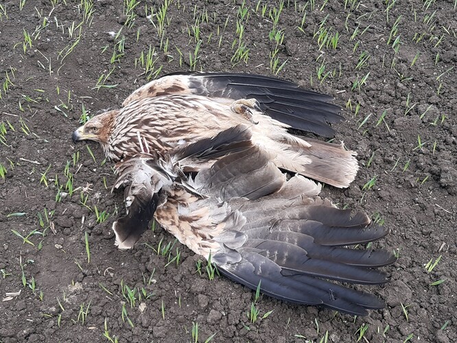 Samice orla královského zraněná o elektrické vedení Samice orla královského zraněná o elektrické vedení