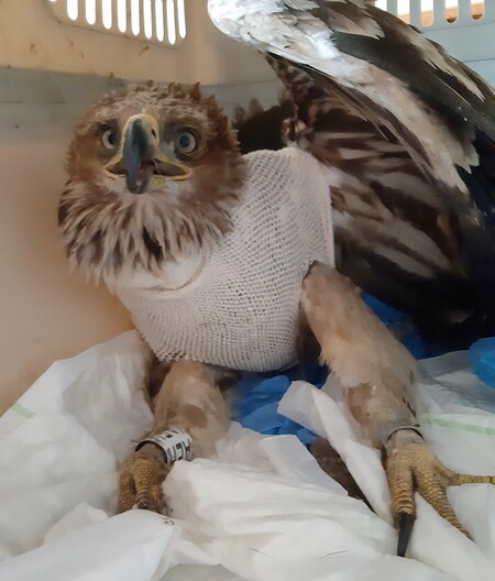 Orlice měla podle ochránců štěstí v neštěstí, že si jí včas všimli lidé a obratem záchrannou stanici zavolali. Do přírody se sice už nevrátí, ale může dožít právě v záchranné stanici v Rajhradě.