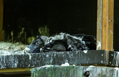 Mládě se vylíhlo mladšímu páru orlosupů 7. března, samice ho ale ještě týž den přestala zahřívat a starat se o něj. Chovatelé tak mládě kvůli hrozícímu podchlazení z hnízda odebrali a umístili do inkubátoru. Čtvrtý den ho adoptoval starší pár, který o letošní snůšku přišel