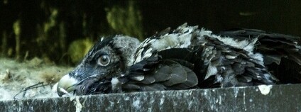 orlosup bradatý Foto: Pavel Vlček / Zoo Ostrava