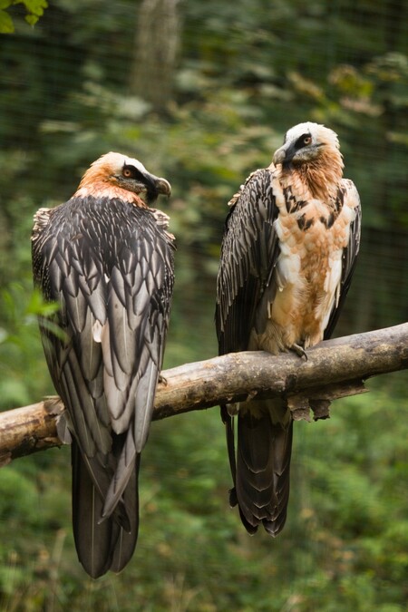 Orlosup bradatý obývá ostrůvkovitě horské a vysokohorské oblasti Afriky, střední Asie a jižní Evropy. V Alpách byl v minulosti člověkem vyhuben. Ochránci přírody se už 30 let snaží o návrat orlosupů do nejvyšších evropských hor