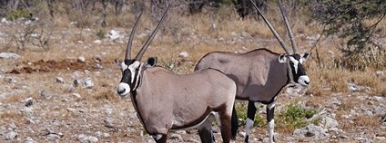 Oryx / přímorožec jihoafrický Foto: Nik Borrow Flickr