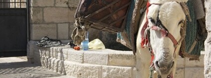 Osel v Izraeli Foto: Lis Ferla Flickr