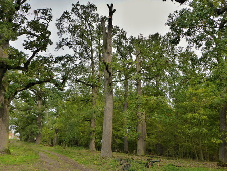 Zdravotní stav stromů zhodnotil znalec a navrhl ošetření. Bez nich by se stromy během několika desítek let rozpadly.