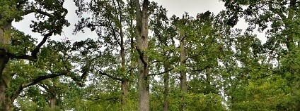 duby u Hrotovic Foto: Lesy ČR