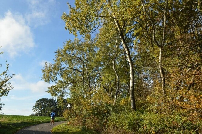 Topol osika přirozeně osídluje okraje lesů, narušené lokality jako jsou opuštěné lomy, pískovny, brownfieldy, a především se rychle šíří do sousedních luk, které nikdo nekosí. Osika je často netvárná a dříví nekvalitní. Proto o ni není v současnosti komerční zájem. Zvyšuje se zájem o její ekologický přínos jako přípravné pionýrské dřeviny.