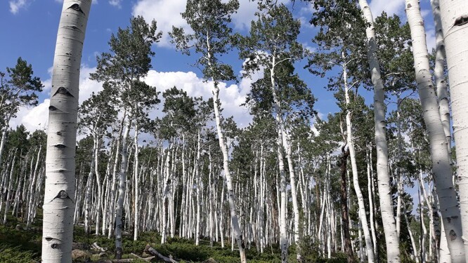 Osikovec je významnou dřevinou severoamerického kontinentu.