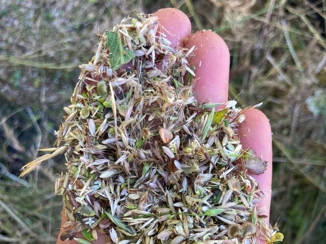 Osivo získané pomocí kartáčovacího stroje ze zdrojové louky.