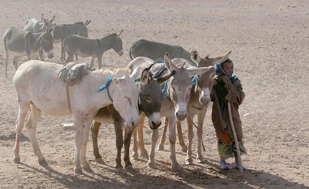 Nezákonný obchod vedl k nárůstu ceny oslů, což jen zvyšuje apetit překupníků. Prodejní cena jednoho zvířete se tak zvýšila z nedávných 400 randů (790 Kč) až na 2000 randů (4000 Kč). Jihoafrická policie před dvěma měsíci zajistila 5000 oslích kůží připravených k vývozu do Číny. / ilustrační foto
